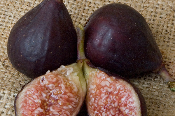Violette De Bordeaux Fig