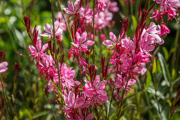 Waterwise Perennials