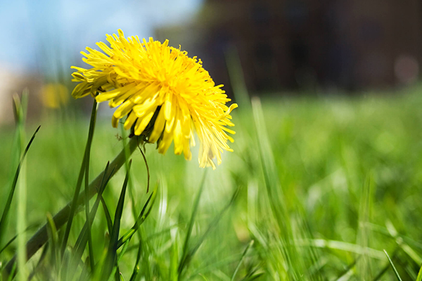 Weed Control