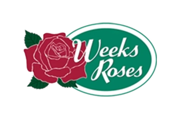 Weeks Roses