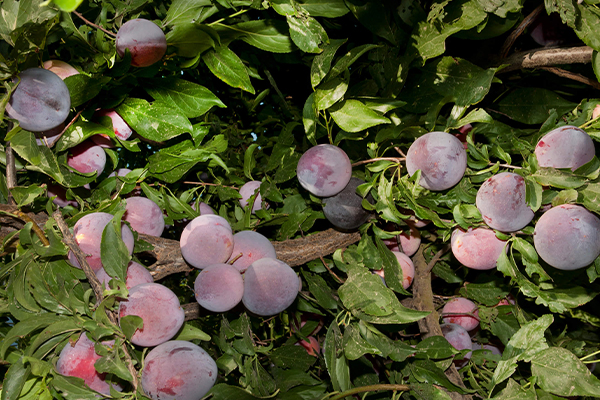 Weeping Santa Rosa Plum