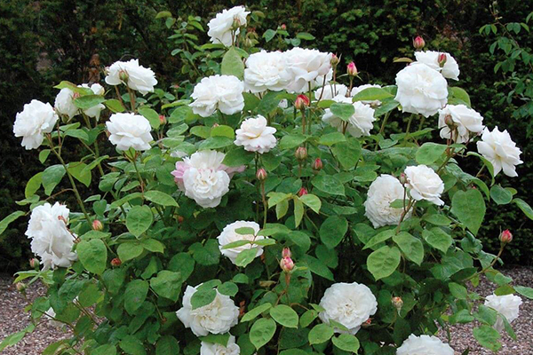 Winchester Cathedral English Rose