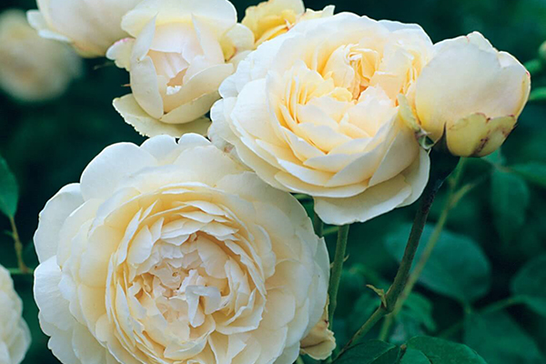 Windermere English Rose
