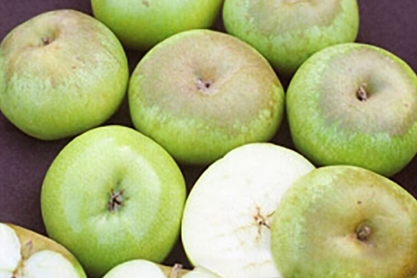 Yellow Newton Pippin Apple