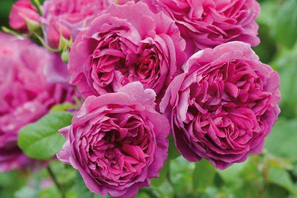 Young Lycidas English Rose