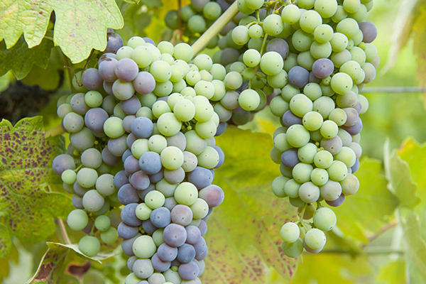 Zinfandel Grape