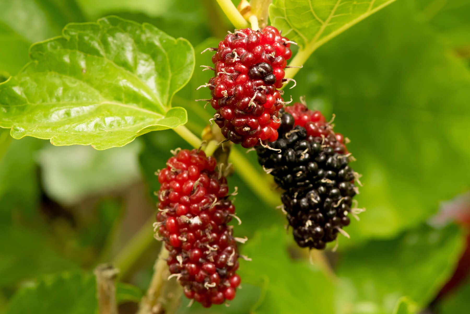 mulberry trees fruit fruiting