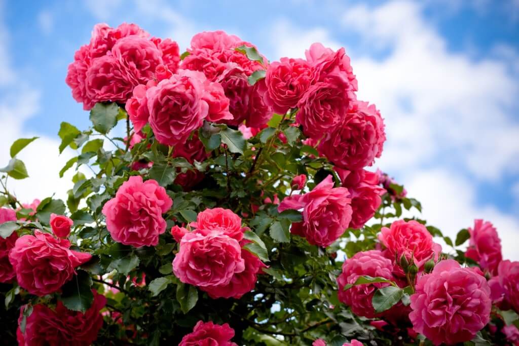 Roses Roses