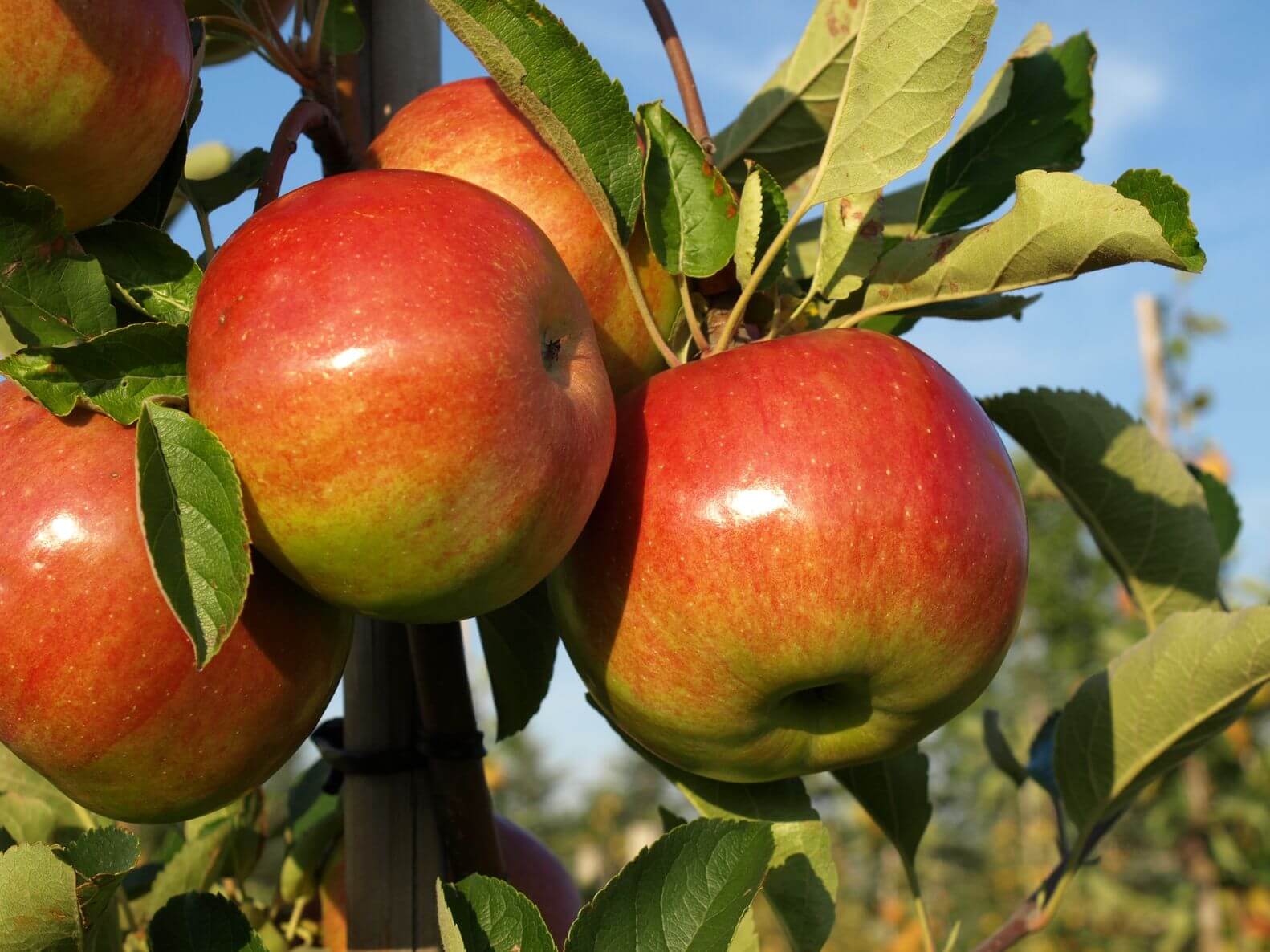 apple-trees-louie-s-nursery
