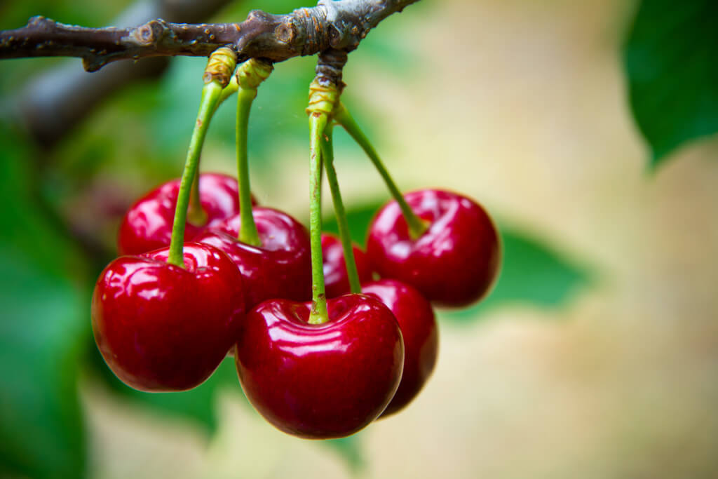 Cherry Trees Louies Nursery And Garden Center Riverside Ca 