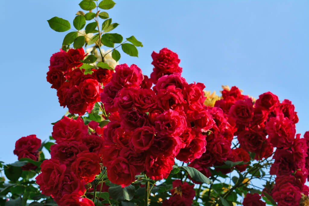 Climbing Roses climbing roses image