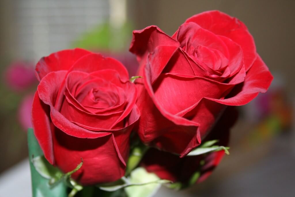 Hybrid Tea Roses Hybrid Tea roses image