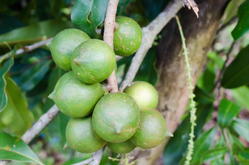 Macadamia Trees macadamia trees image