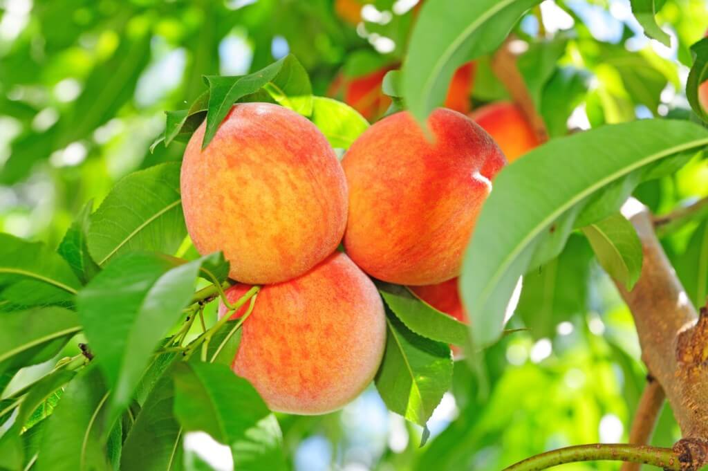 Peach Trees Louies Nursery And Garden Center Riverside Ca