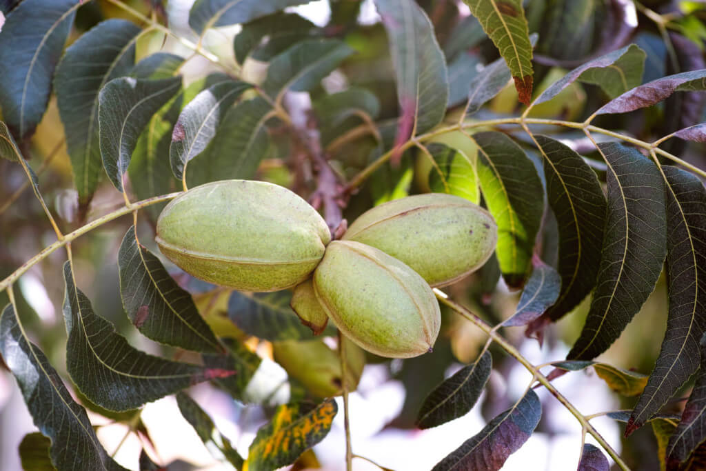 Pecan Trees Pecan Trees images