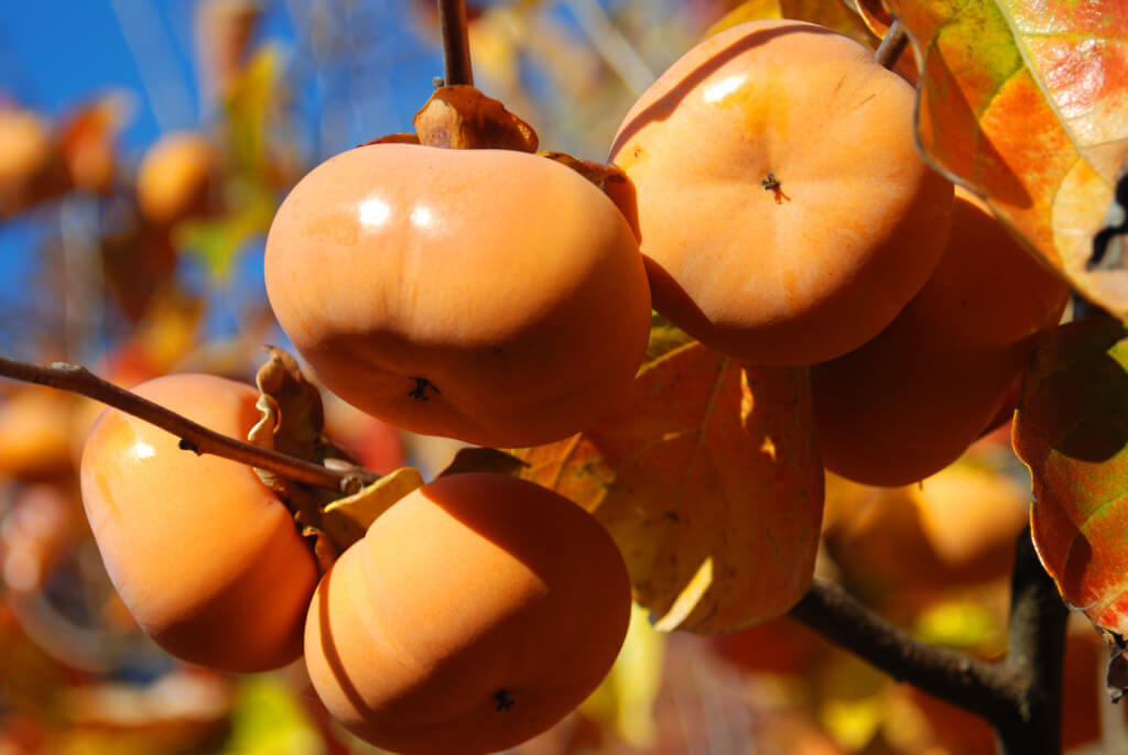 Persimmon Trees Louie's Nursery & Garden Center Riverside CA