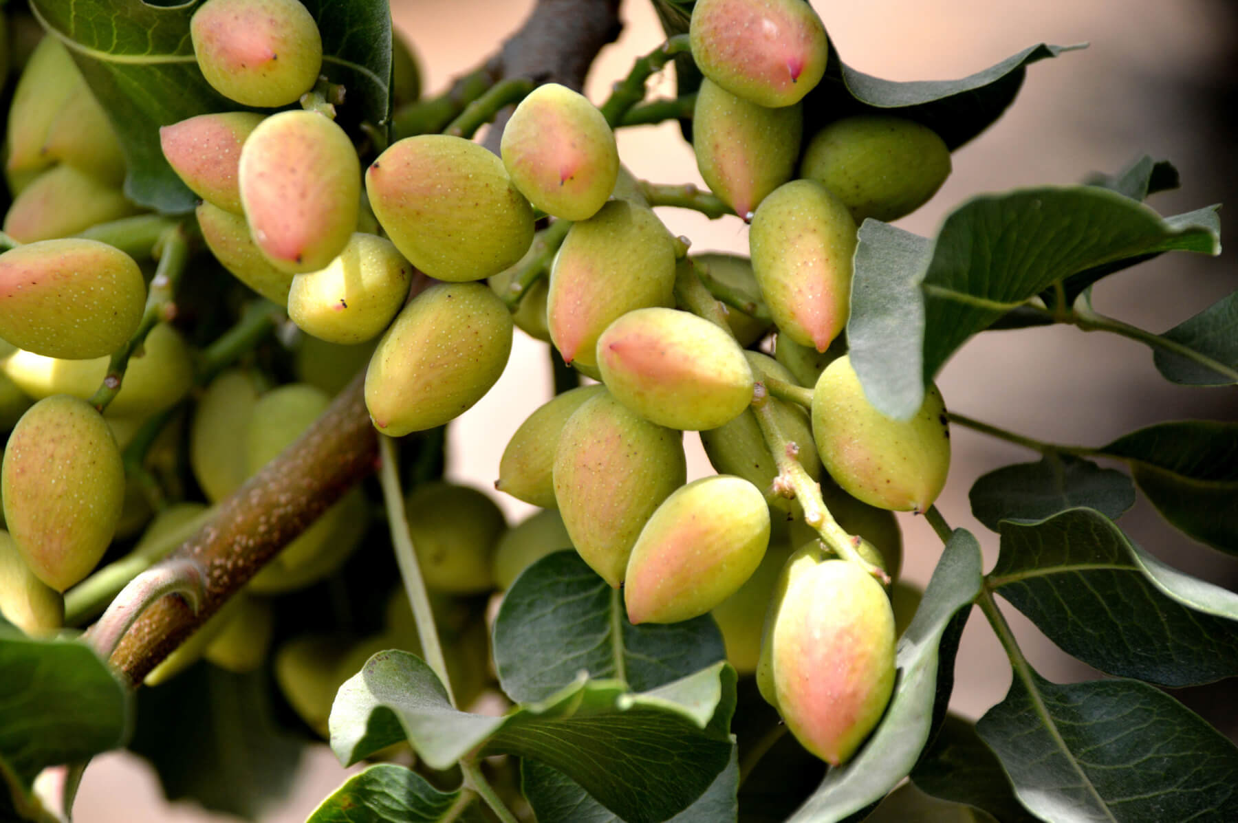 pistachio trees - louie's nursery & garden center - riverside ca