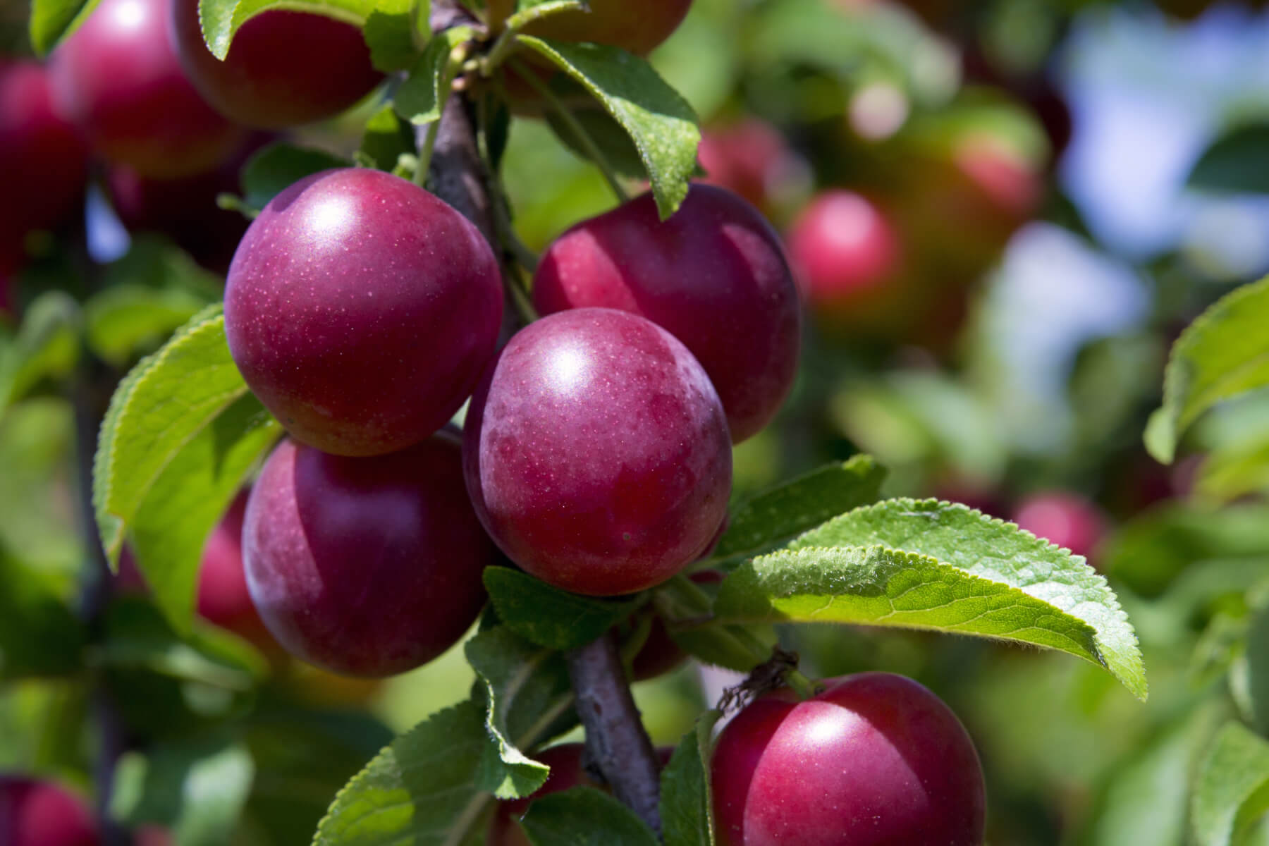 ld Plum Trees For Sale Near Me