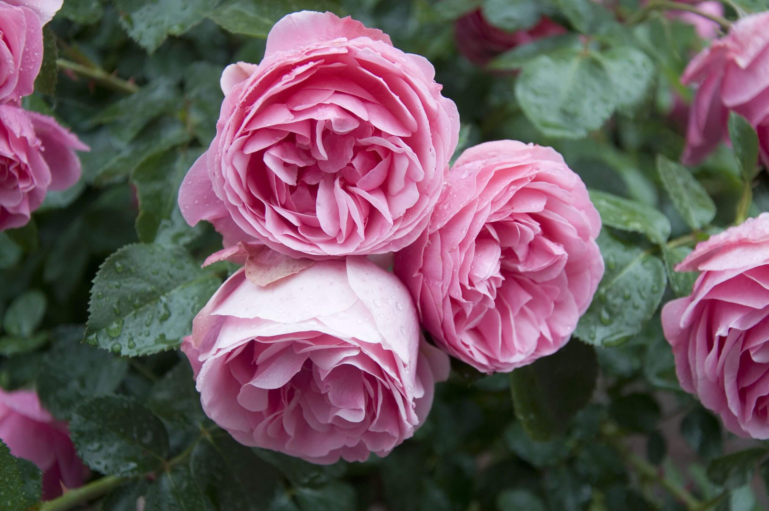 David Austin English Roses Louie S Nursery Garden Center