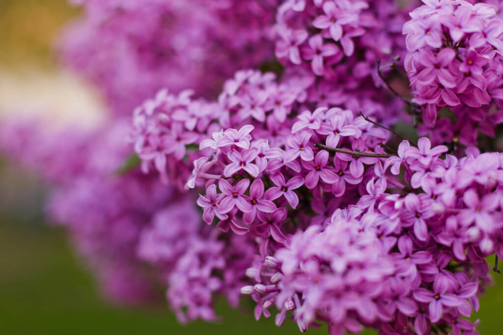 Deciduous Shrubs Deciduous Shrubs