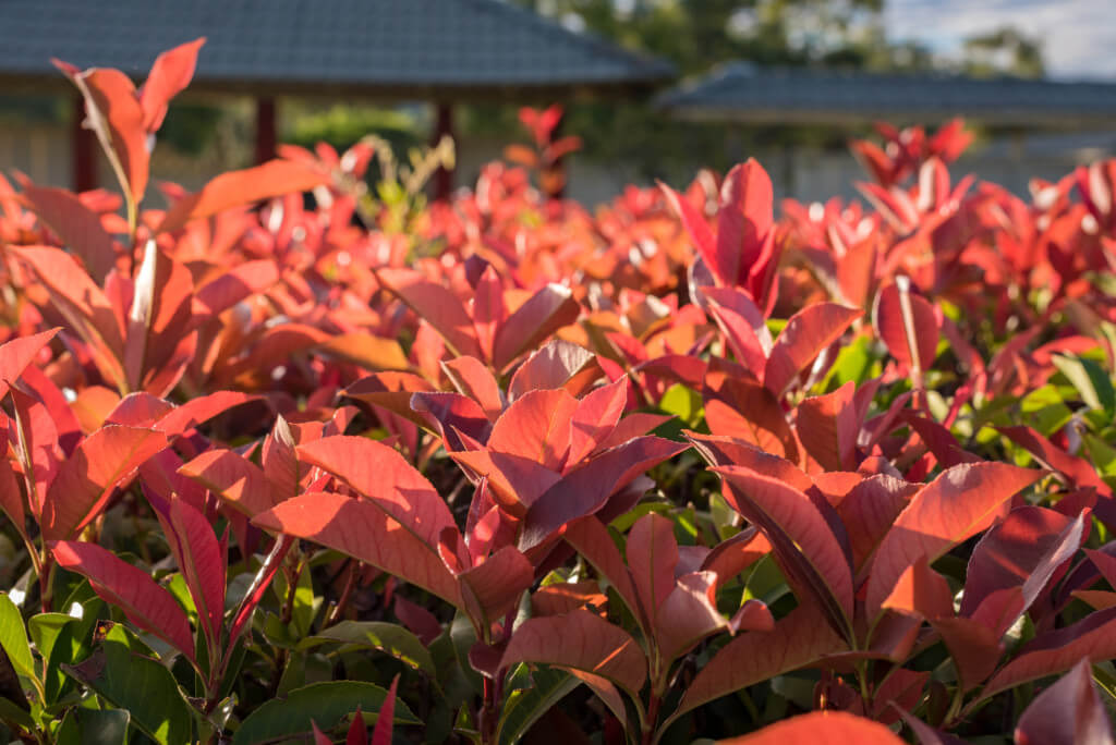Evergreen Shrubs evergreen shrubs image