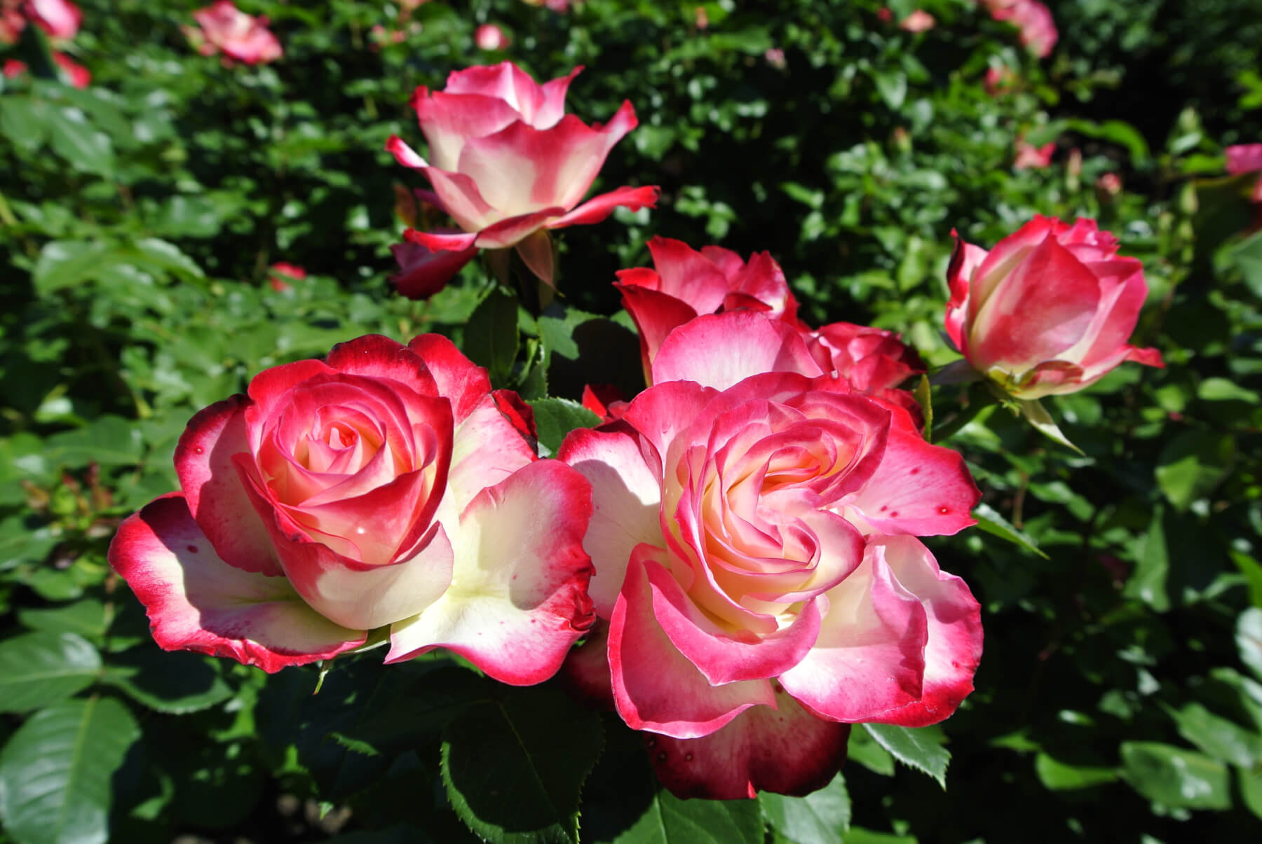 Grandiflora Roses Louie S Nursery Garden Center Riverside Ca