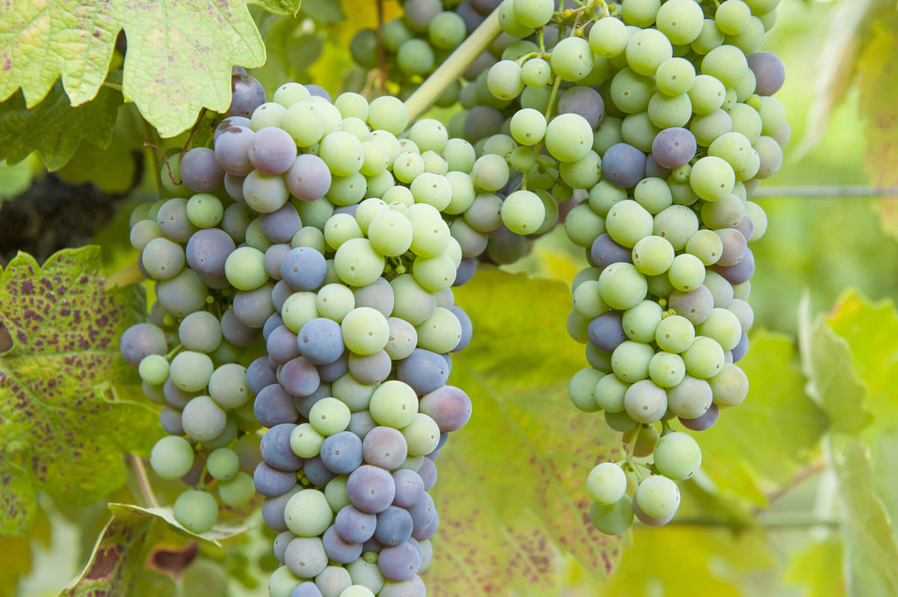 Zinfandel Grape Louie's Nursery