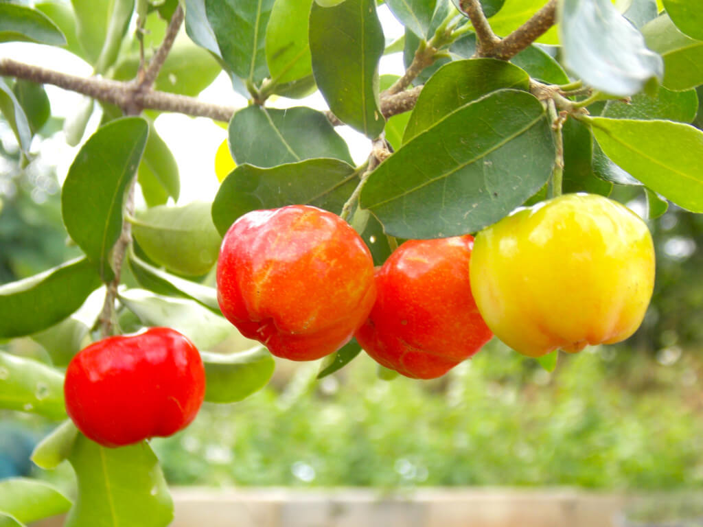 Barbados Cherry Louie�s Nursery &amp; Garden Center