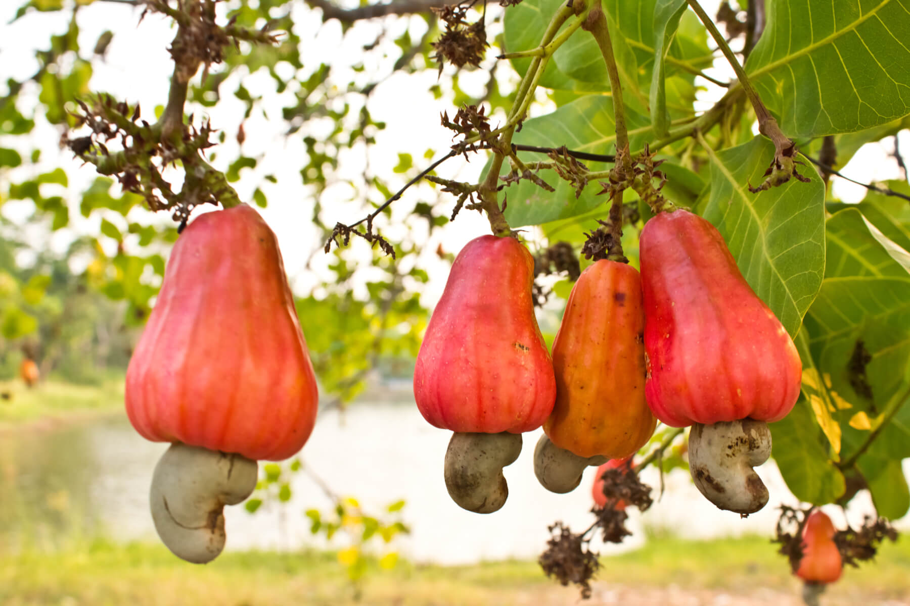 Image result for photos of cashew trees