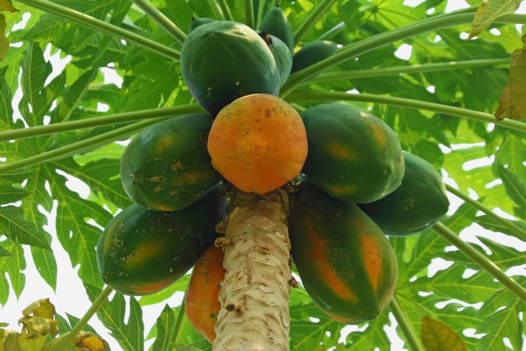 Papaya Plants For Sale Near Me