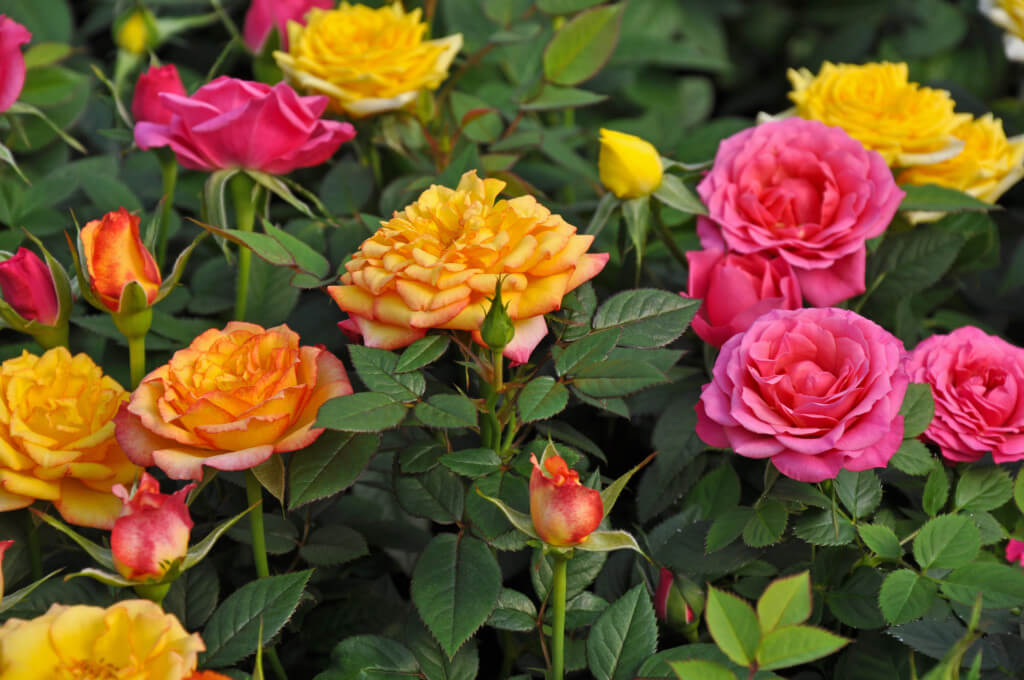 Miniature Roses Louie
