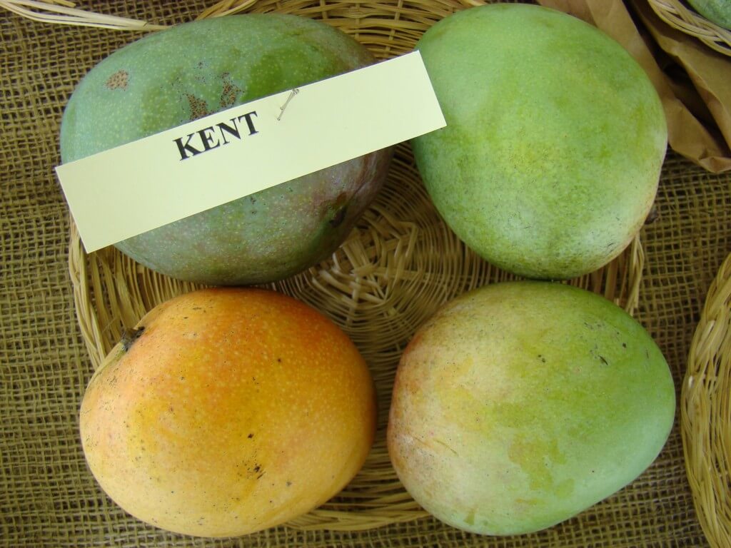 Árvores frutíferas para Kent