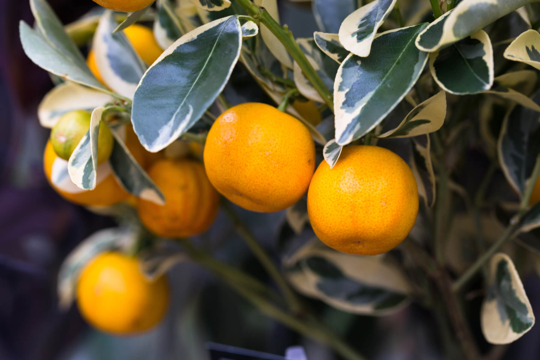 Variegated Calamondin variegated calamondin image