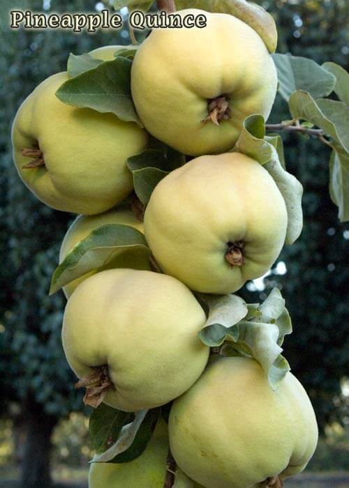 Pineapple Quince Trees Louie's Nursery & Garden Center Riverside CA