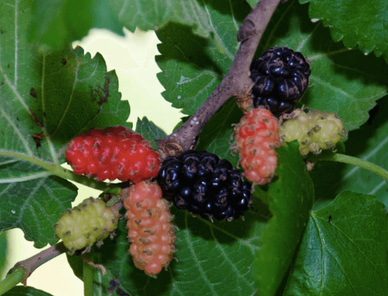 Persian Fruiting Mulberry - Louie's Nursery