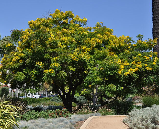 Gold Medallion Tree Louie's Nursery