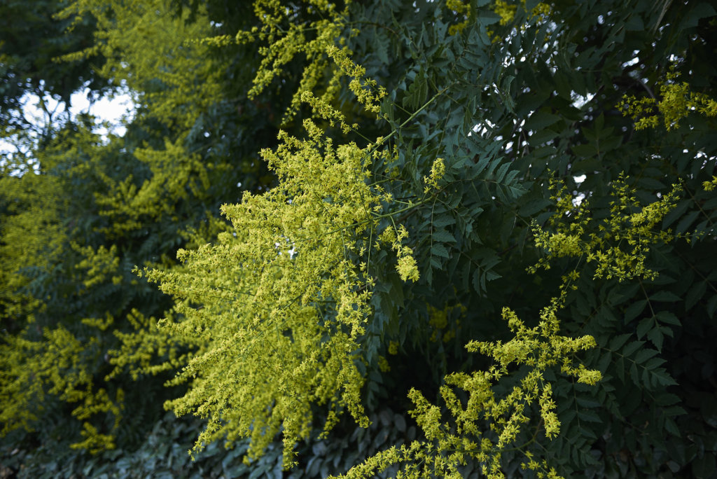 Golden Rain Tree Louie's Nursery