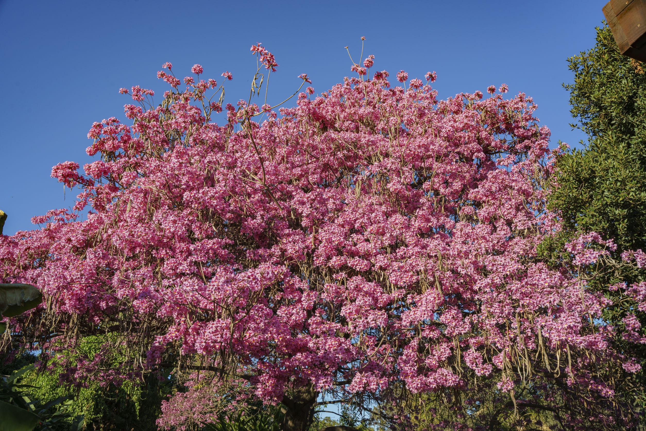 Pink Trumpet Tree Louie's Nursery Riverside CA